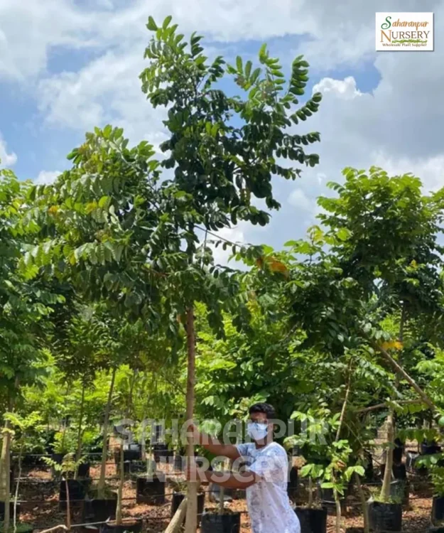 Spathodea Tree, Spathodea Campanulata, African Tulip Tree , Scarlet Bell Tree, Saharanpur Nursery Wholesale plant supplier, nursery in India, Landscaping company