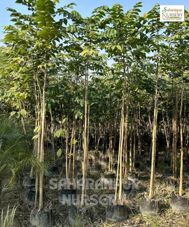 African Tulip Tree, Spathodea Tree, Scarlet Bell Tree, Spathodea Campanulata, Ornamental Tree, Landscaping Tree, Timber Tree, Avenue Tree, Saharanpur Nursery, Wholesale Plant Supplier, Wholesale Plant Nursery, Nursery in India, Landscaping Company in India, Plant Exporter in India