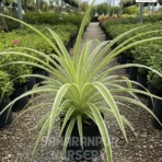 Spider Plant, Chlorophytum comosum, spider Ivy, Airplane Plant, Saharanpur Nursery Wholesale plant supplier, nursery in India, Landscaping company