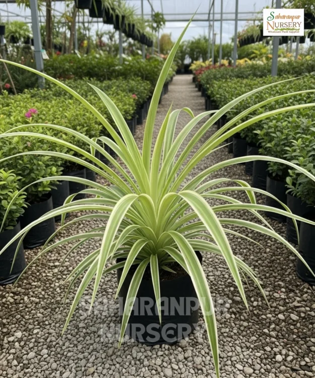 Spider plant Spider Plant, Chlorophytum comosum, spider Ivy, Airplane Plant, Saharanpur Nursery Wholesale plant supplier, nursery in India, Landscaping company