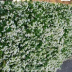Star Jasmine, Trachelospermum Jasminoides, Evergreen Jasmine, Confederate Jasmine, Saharanpur Nursery Wholesale plant supplier, nursery in India, Landscaping company