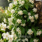 Star Jasmine, Trachelospermum Jasminoides, Evergreen Jasmine, Confederate Jasmine, Saharanpur Nursery Wholesale plant supplier, nursery in India, Landscaping company