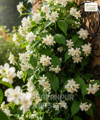Star Jasmine, Trachelospermum Jasminoides, Evergreen Jasmine, Confederate Jasmine, Saharanpur Nursery Wholesale plant supplier, nursery in India, Landscaping company
