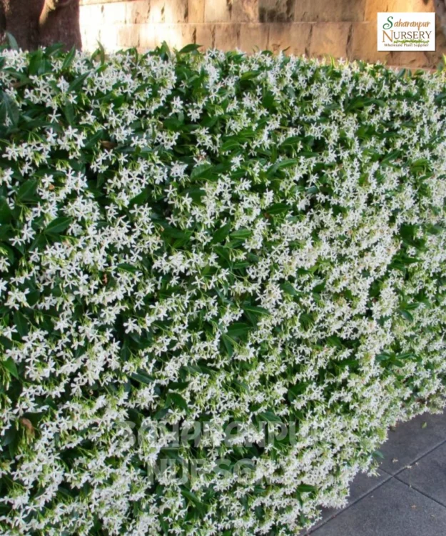 Star Jasmine, Trachelospermum Jasminoides, Evergreen Jasmine, Confederate Jasmine, Saharanpur Nursery Wholesale plant supplier, nursery in India, Landscaping company