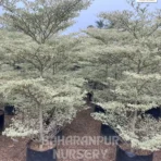 Terminalia Mantaly, Tropical Almond Tree, Madagascar Almond Tree, Ornamental Tree, Landscaping Tree, Saharanpur Nursery Wholesale plant supplier, nursery in India, Landscaping company