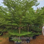 Terminalia Mantaly, Tropical Almond Tree, Madagascar Almond Tree, Ornamental Tree, Landscaping Tree, Saharanpur Nursery Wholesale plant supplier, nursery in India, Landscaping company