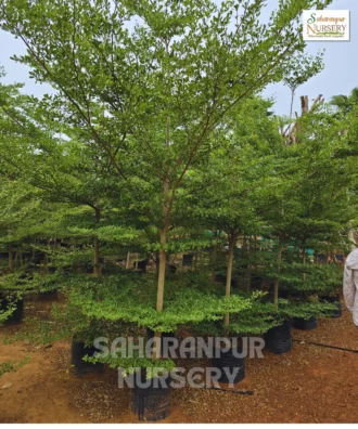 Terminalia Mantaly, Tropical Almond Tree, Madagascar Almond Tree, Ornamental Tree, Landscaping Tree, Saharanpur Nursery Wholesale plant supplier, nursery in India, Landscaping company