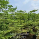 Terminalia Mantaly, Tropical Almond Tree, Madagascar Almond Tree, Ornamental Tree, Landscaping Tree, Saharanpur Nursery Wholesale plant supplier, nursery in India, Landscaping company