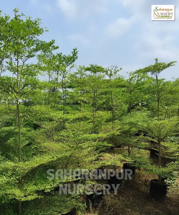 Terminalia Mantaly, Tropical Almond Tree, Madagascar Almond Tree, Ornamental Tree, Landscaping Tree, Saharanpur Nursery Wholesale plant supplier, nursery in India, Landscaping company