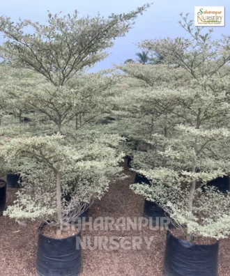 Terminalia Mantaly, Tropical Almond Tree, Madagascar Almond Tree, Ornamental Tree, Landscaping Tree, Saharanpur Nursery Wholesale plant supplier, nursery in India, Landscaping company