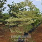 Terminalia Mantaly, Tropical Almond Tree, Madagascar Almond Tree, Ornamental Tree, Landscaping Tree, Saharanpur Nursery Wholesale plant supplier, nursery in India, Landscaping company