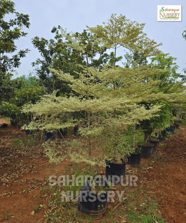 Terminalia Mantaly, Tropical Almond Tree, Madagascar Almond Tree, Ornamental Tree, Landscaping Tree, Saharanpur Nursery Wholesale plant supplier, nursery in India, Landscaping company