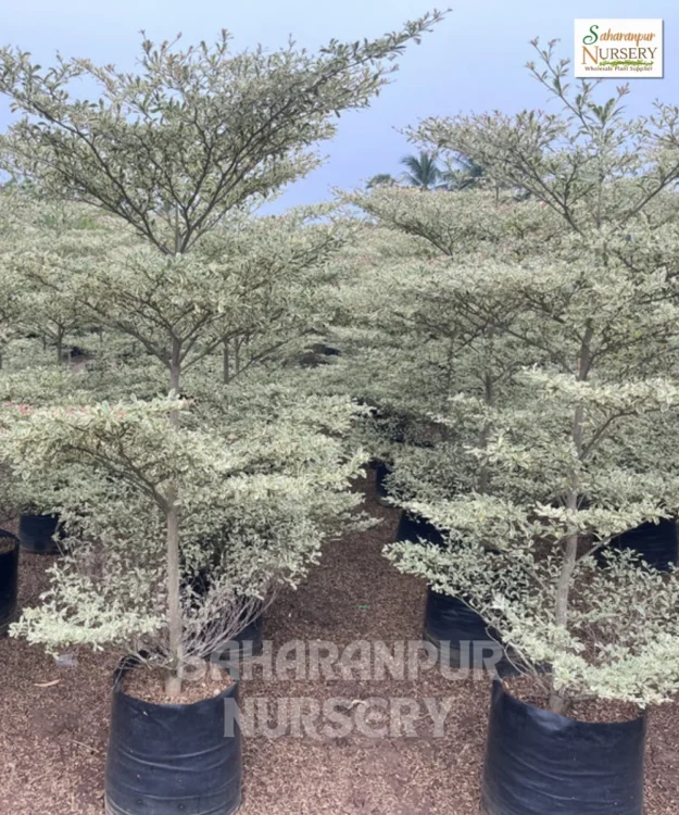 Terminalia Mantaly, Tropical Almond Tree, Madagascar Almond Tree, Ornamental Tree, Landscaping Tree, Saharanpur Nursery Wholesale plant supplier, nursery in India, Landscaping company