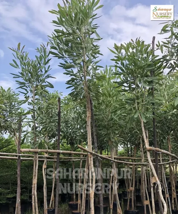 Tabebuia Aurea, Tabebuia Argentea, Silver Trumpet Tree, Caribbean Trumpet Tree, Saharanpur Nursery Wholesale plant supplier, nursery in India, Landscaping company