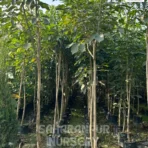 Tabebuia Rosea, Pink Trumpet Tree , Saharanpur Nursery Wholesale plant supplier, nursery in India, Landscaping company