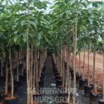 Tabebuia Rosea, Pink Trumpet Tree , Saharanpur Nursery Wholesale plant supplier, nursery in India, Landscaping company