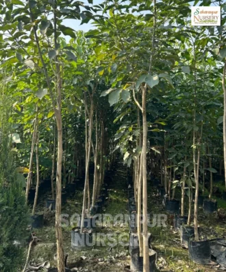 Tabebuia Rosea, Pink Trumpet Tree , Saharanpur Nursery Wholesale plant supplier, nursery in India, Landscaping company