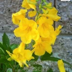 Tecoma Stans Plant, Tecoma castanifolia, Yellow Bells, Tikoma Godichodi, Yellow Trumpet Bush , Saharanpur Nursery Wholesale plant supplier, nursery in India, Landscaping company