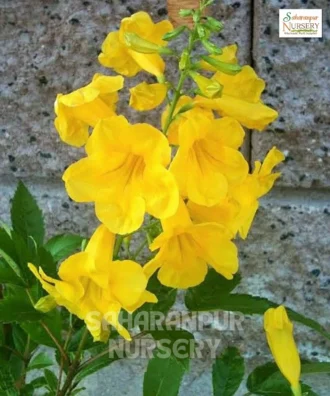 Tecoma Stans Plant, Tecoma castanifolia, Yellow Bells, Tikoma Godichodi, Yellow Trumpet Bush , Saharanpur Nursery Wholesale plant supplier, nursery in India, Landscaping company