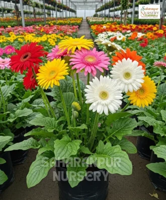 Transvaal Daisy, Gerbera, Barberton Daisy, Saharanpur Nursery Wholesale plant supplier, nursery in India, Landscaping company
