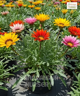 Treasure Flower, Gazania Rigens, Coastal Gazania Plant, Saharanpur Nursery Wholesale plant supplier, nursery in India, Landscaping company
