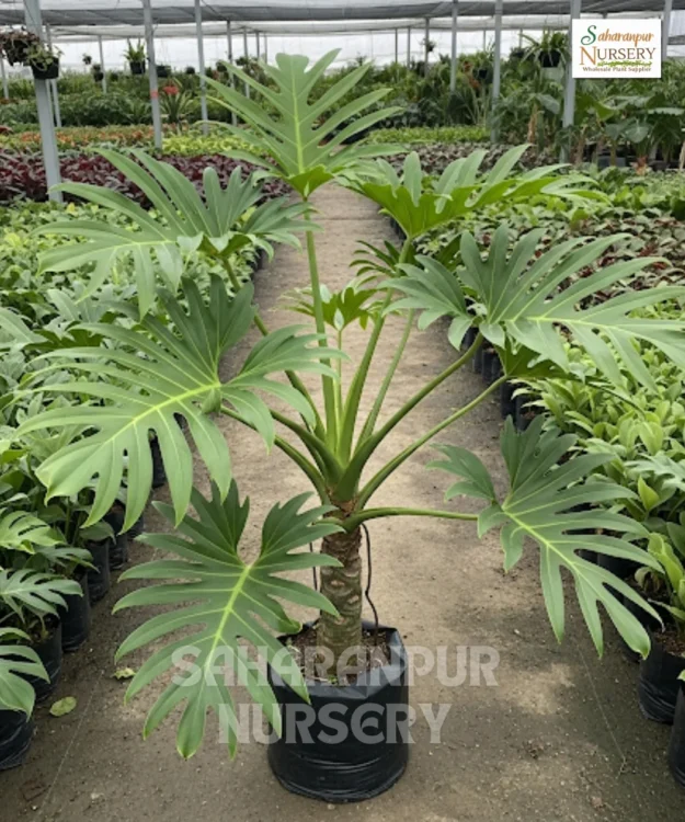 Tree philodendron, Philodendron selloum, Split-Leaf Philodendron, Selloum, Saharanpur Nursery Wholesale plant supplier, nursery in India, Landscaping company