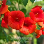 Trumpet Vine, Campsis Radicans, Trumpet Creeper, Saharanpur Nursery Wholesale plant supplier, nursery in India, Landscaping company