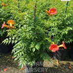 Trumpet Vine, Campsis Radicans, Trumpet Creeper, Saharanpur Nursery Wholesale plant supplier, nursery in India, Landscaping company