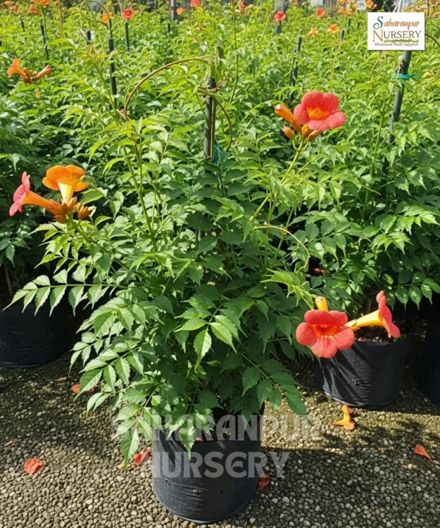 Trumpet Vine, Campsis Radicans, Trumpet Creeper, Saharanpur Nursery Wholesale plant supplier, nursery in India, Landscaping company