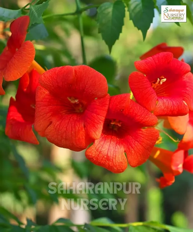 Trumpet Vine, Campsis Radicans, Trumpet Creeper, Saharanpur Nursery Wholesale plant supplier, nursery in India, Landscaping company