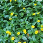 Wedelia Plant, Sphagneticola trilobata, wedelia trilobata, yellow creeping daisy, rabbit's paw, and creeping daisy, Saharanpur Nursery Wholesale plant supplier, nursery in India, Landscaping company