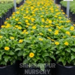Wedelia Plant, Sphagneticola trilobata, wedelia trilobata, yellow creeping daisy, rabbit's paw, and creeping daisy, Saharanpur Nursery Wholesale plant supplier, nursery in India, Landscaping company