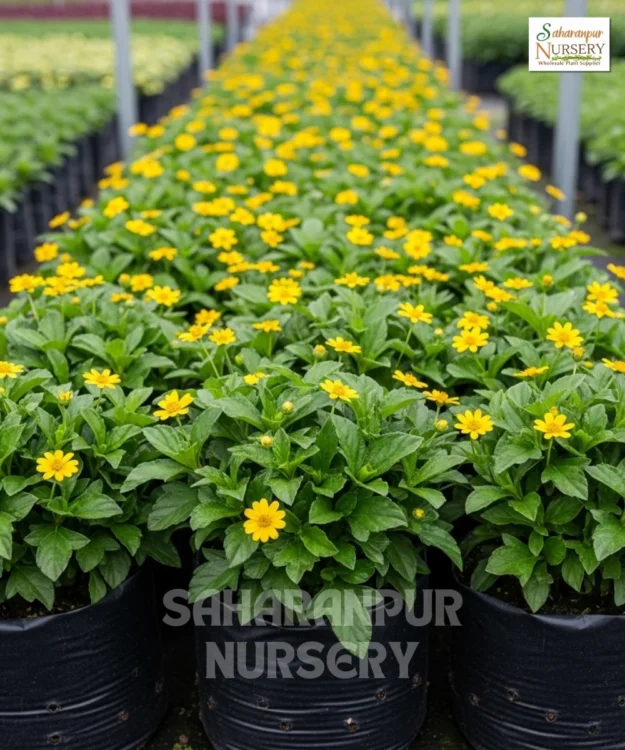 Wedelia Plant, Sphagneticola trilobata, wedelia trilobata, yellow creeping daisy, rabbit's paw, and creeping daisy, Saharanpur Nursery Wholesale plant supplier, nursery in India, Landscaping company