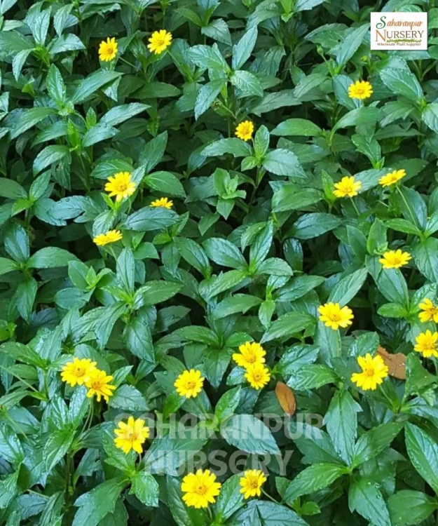 Wedelia Plant, Sphagneticola trilobata, wedelia trilobata, yellow creeping daisy, rabbit's paw, and creeping daisy, Saharanpur Nursery Wholesale plant supplier, nursery in India, Landscaping company