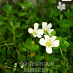 Bacopa Monnieri, Water Hyssop, Bacopa Brahmi, Thyme-Leafed Gratiola Plant, Saharanpur Nursery Wholesale plant supplier, nursery in India, Landscaping company