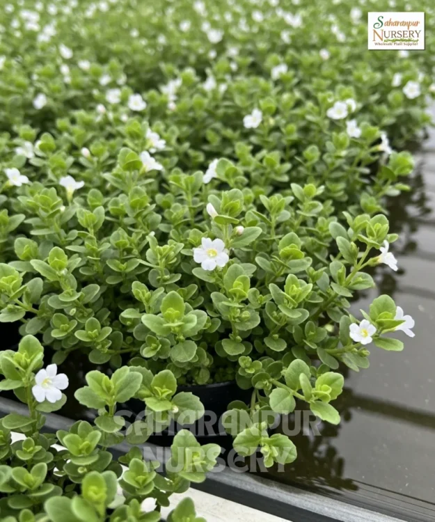 Bacopa Monnieri, Water Hyssop, Bacopa Brahmi, Thyme-Leafed Gratiola Plant, Saharanpur Nursery Wholesale plant supplier, nursery in India, Landscaping company