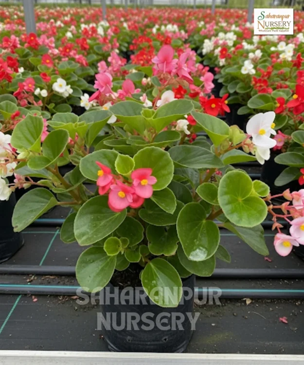 Wax Begonia Plant, Begonia Semperflorens-Cultorum, Fibrous Begonia, Saharanpur Nursery Wholesale plant supplier, nursery in India, Landscaping company