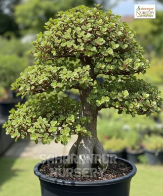 Crassula Plant, Mossy Stone Crop, Pygmyweed Plant, Landscaping Plant, Indoor Plant, Saharanpur Nursery Wholesale plant supplier, nursery in India, Landscaping company