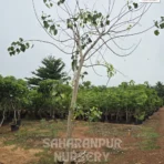 Peepal Tree, Ficus Religoisa, Bodhi Tree, Sacred Fig, Ornamental Tree, Landscaping Tree, Saharanpur Nursery Wholesale plant supplier, nursery in India, Landscaping company