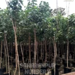 Peepal Tree, Ficus Religoisa, Bodhi Tree, Sacred Fig, Ornamental Tree, Landscaping Tree, Saharanpur Nursery Wholesale plant supplier, nursery in India, Landscaping company