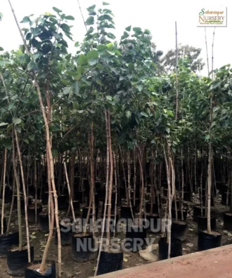 Peepal Tree, Ficus Religoisa, Bodhi Tree, Sacred Fig, Ornamental Tree, Landscaping Tree, Saharanpur Nursery Wholesale plant supplier, nursery in India, Landscaping company