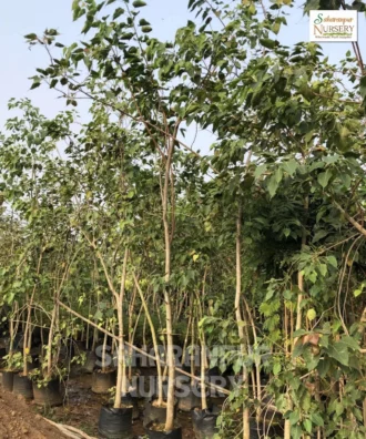Peepal Tree, Ficus Religoisa, Bodhi Tree, Sacred Fig, Ornamental Tree, Landscaping Tree, Saharanpur Nursery Wholesale plant supplier, nursery in India, Landscaping company