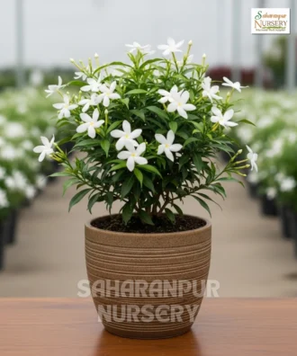 Crape Jasmine Plant, Safed Chandni Plant, Tabernaemontana Divaricata, Dwarf Tagar, Dwarf Crape Jasmine, East India Rosebay, Saharanpur Nursery Wholesale plant supplier, nursery in India, Landscaping company