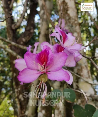 Bauhinia, Kachnar, mountain ebony, Tree Orchid, Saharanpur Nursery Wholesale plant supplier, nursery in India, Landscaping company in India, Plant Exporter in India
