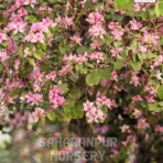 Bauhinia, Kachnar, mountain ebony, Tree Orchid, Saharanpur Nursery Wholesale plant supplier, nursery in India, Landscaping company