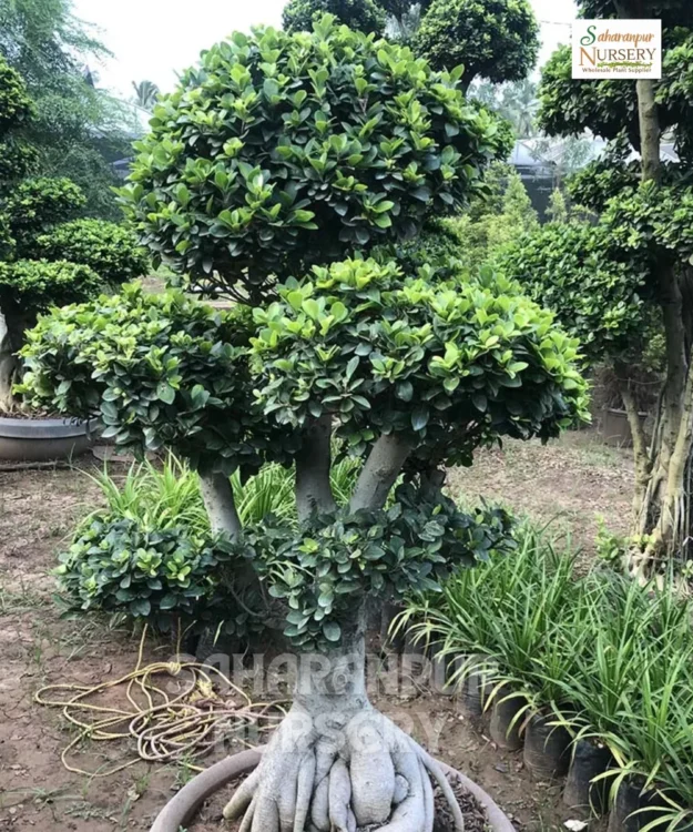 Bonsai 4