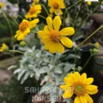 Brittlebush, Encelia farinosa, Golden Hills, Saharanpur Nursery Wholesale plant supplier, nursery in India, Landscaping company