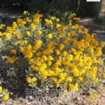 Brittlebush, Encelia farinosa, Golden Hills, Saharanpur Nursery Wholesale plant supplier, nursery in India, Landscaping company