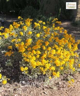 Brittlebush, Encelia farinosa, Golden Hills, Saharanpur Nursery Wholesale plant supplier, nursery in India, Landscaping company