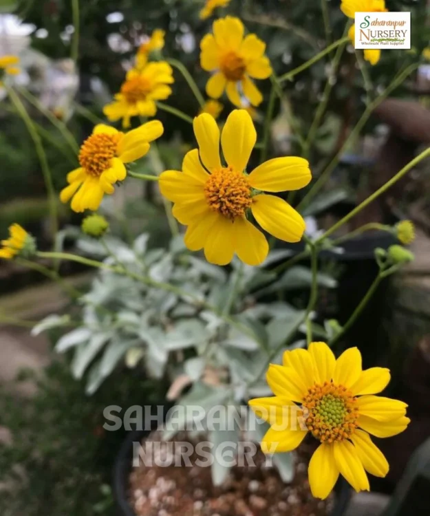 Brittlebush, Encelia farinosa, Golden Hills, Saharanpur Nursery Wholesale plant supplier, nursery in India, Landscaping company